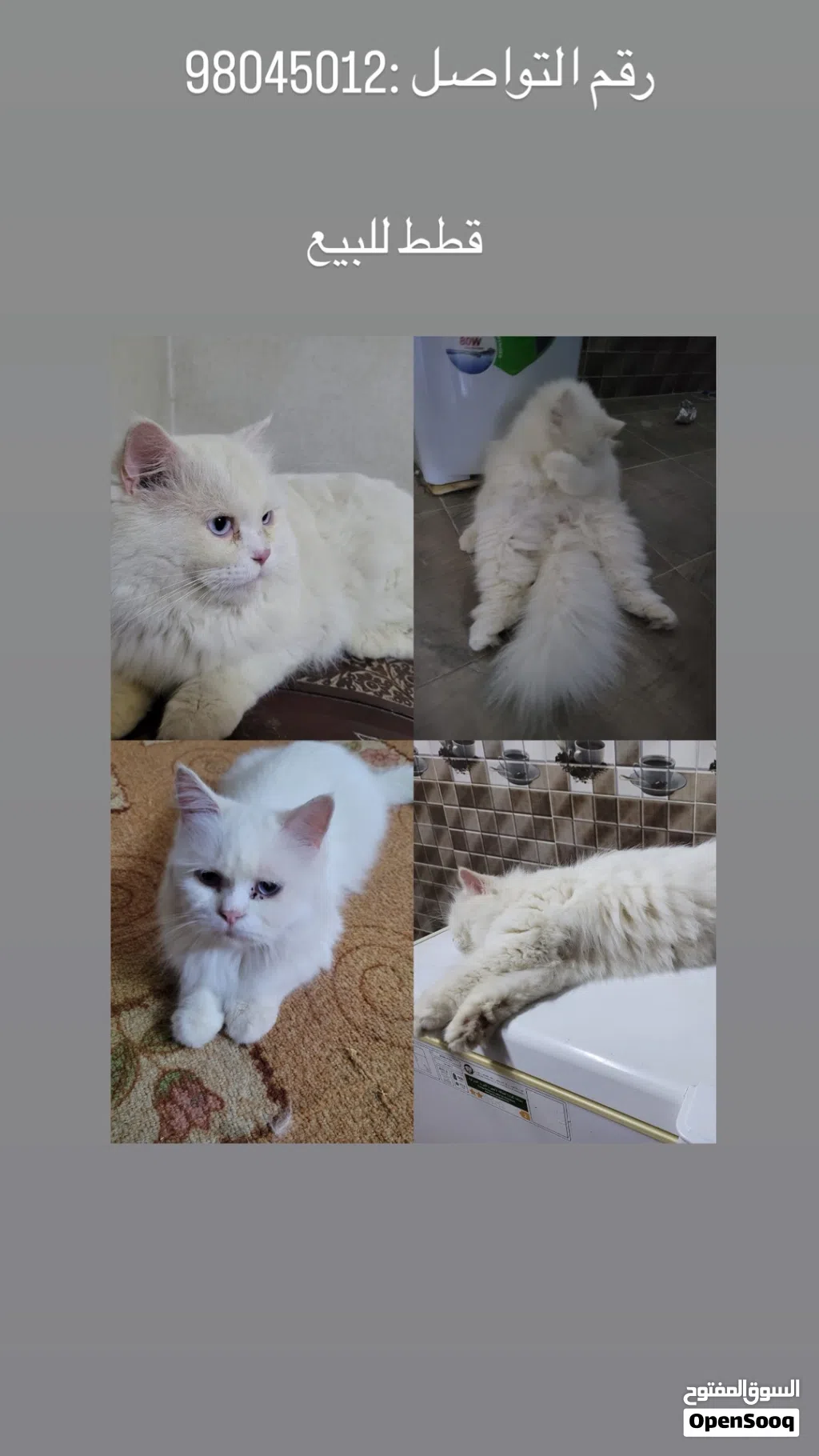 ثلاث قطط للبيع