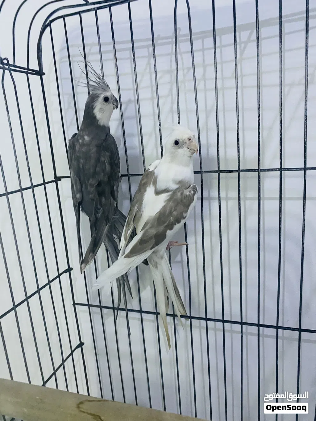 كوبية كوكتيل فرنسي محلية