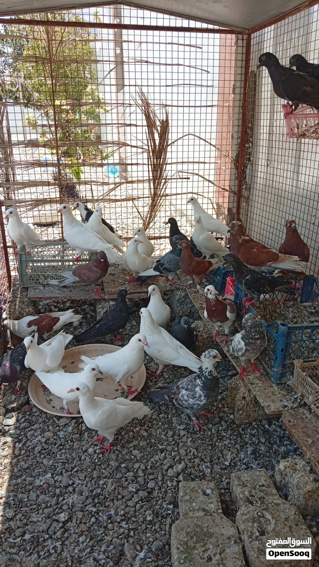 حمام للبيع على ريال