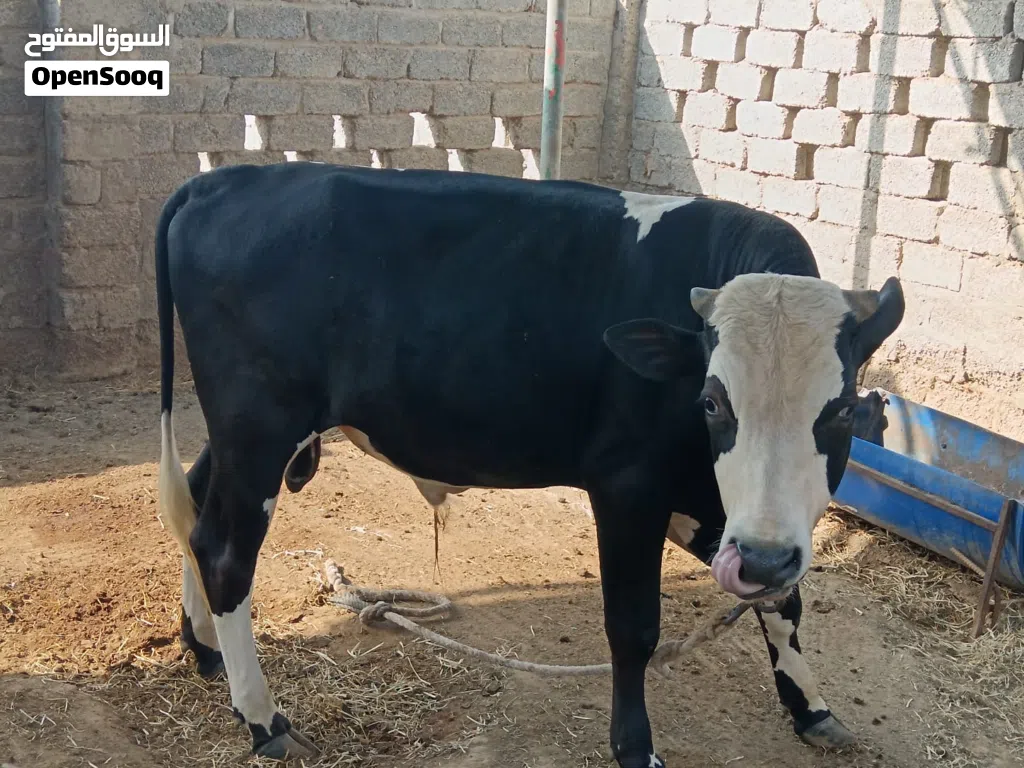 ثور حلال الدار