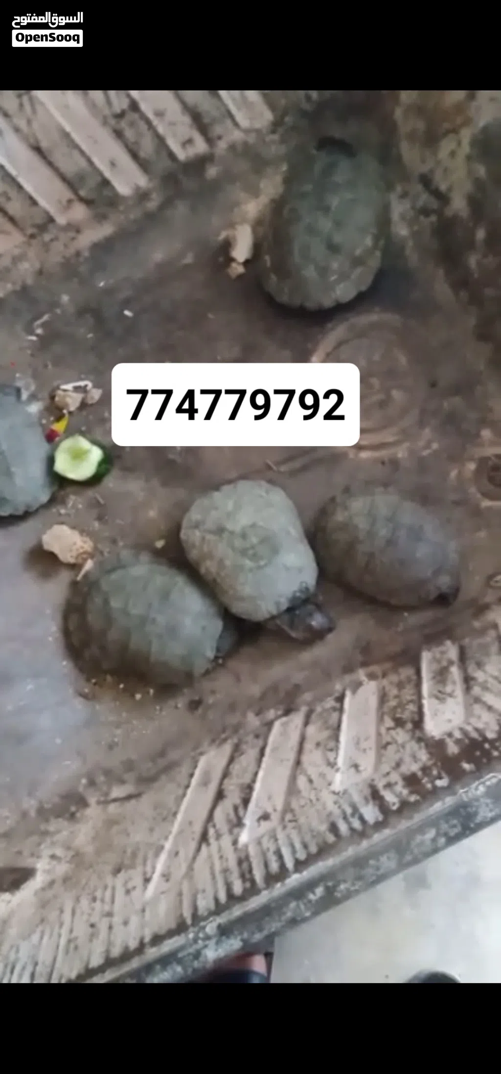 حيوانات ///سلاحف صغار للبيع وغيرها