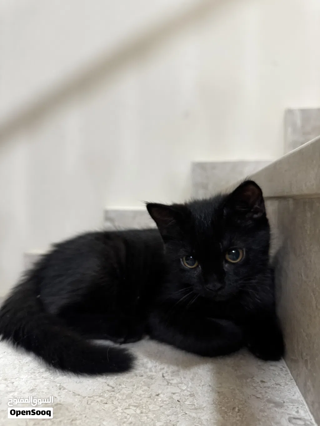 Kittens up for adoption (free)