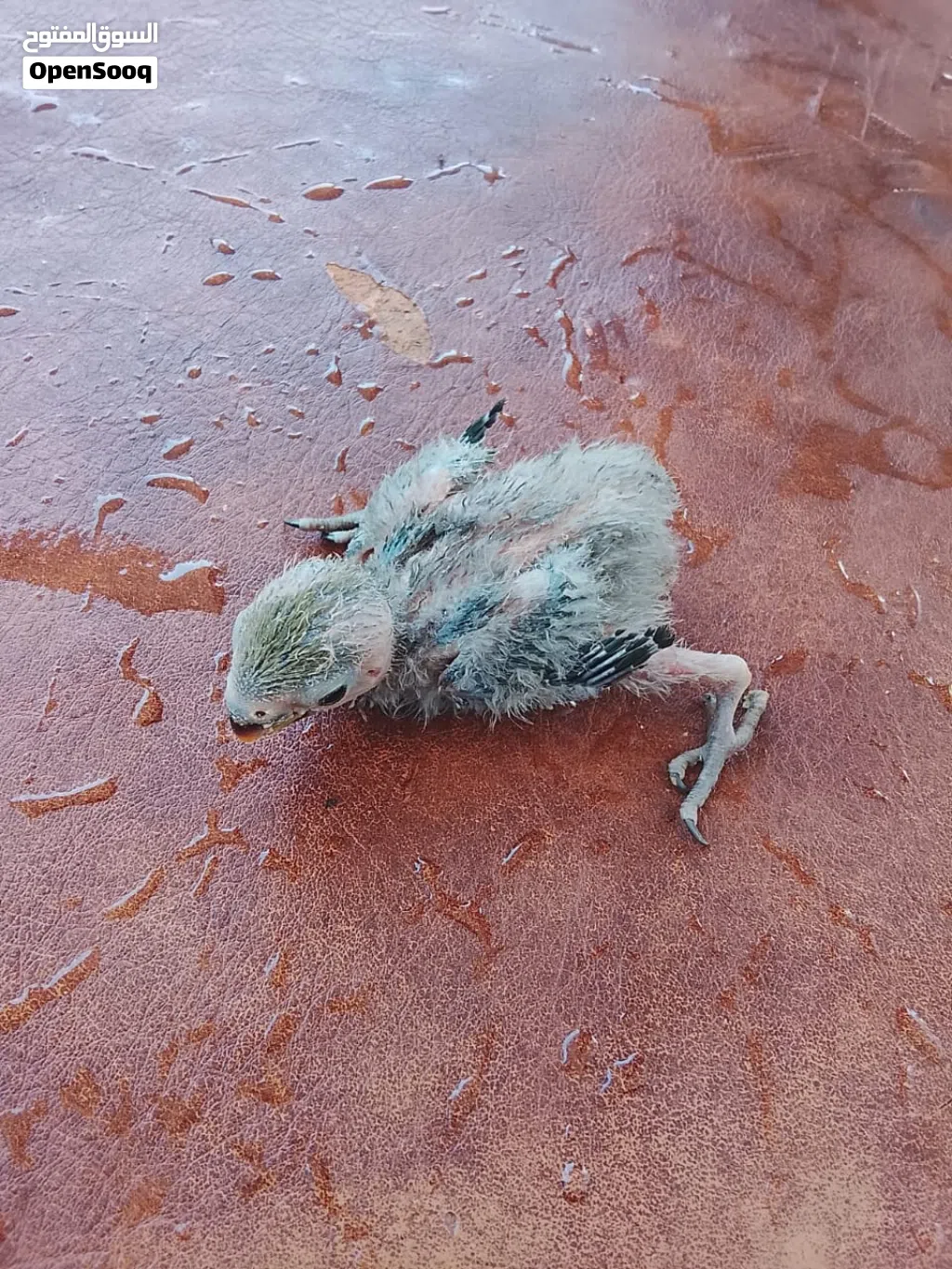 للبيع 4 فراخ روز صغيرة