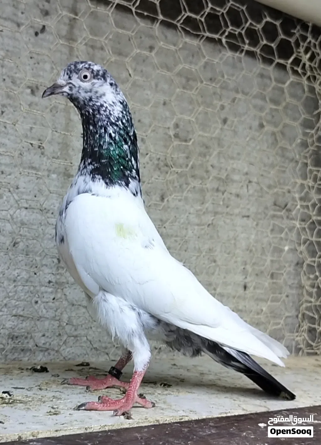 Pakistani pigeon