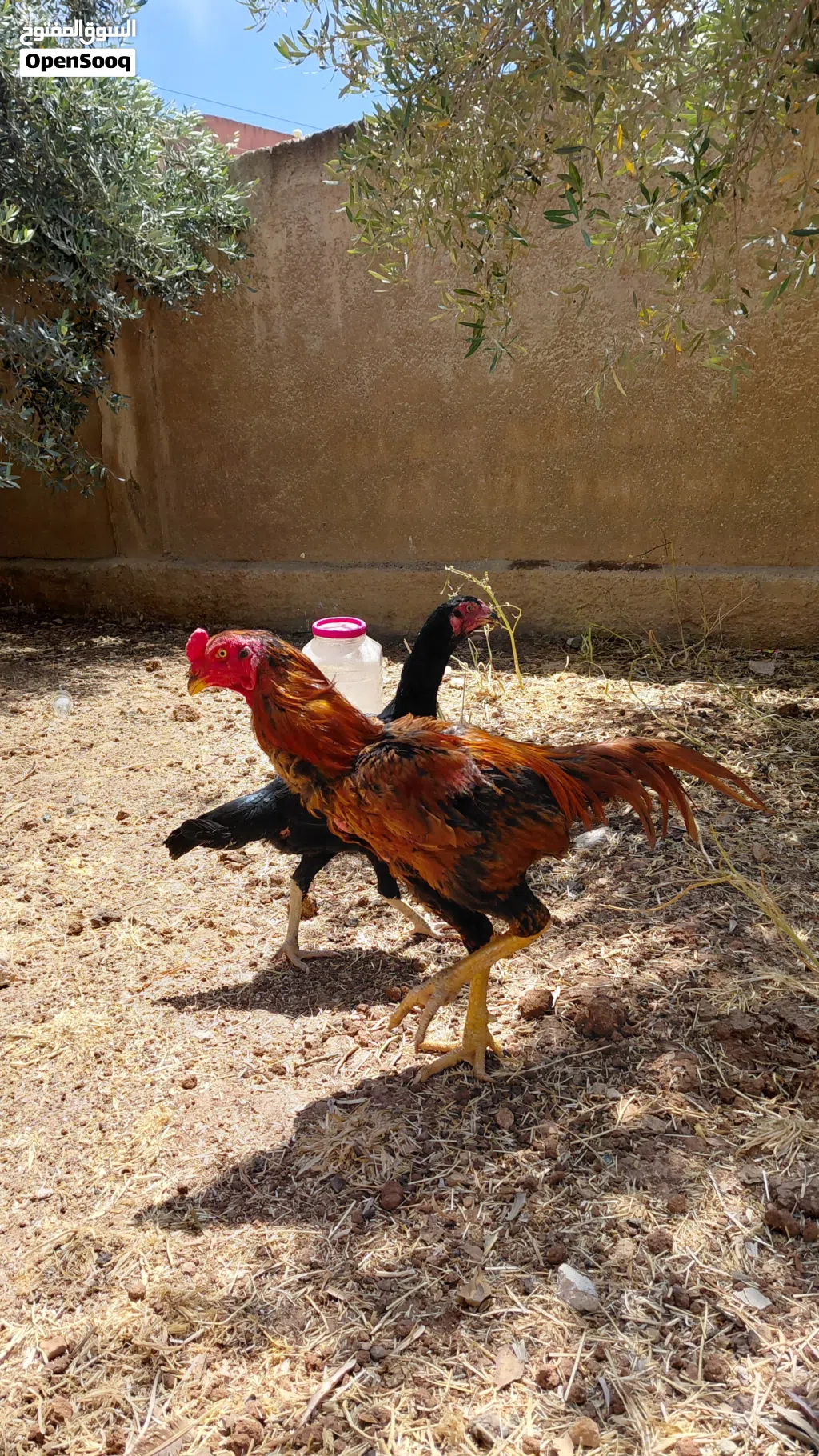 جاج باكستاني للبيع