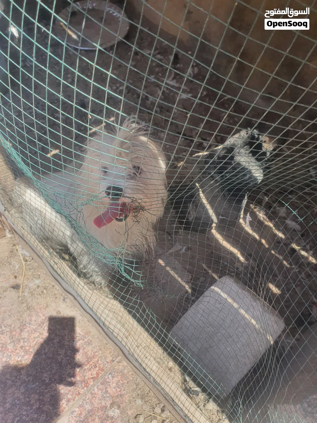 كلبه مالتيز