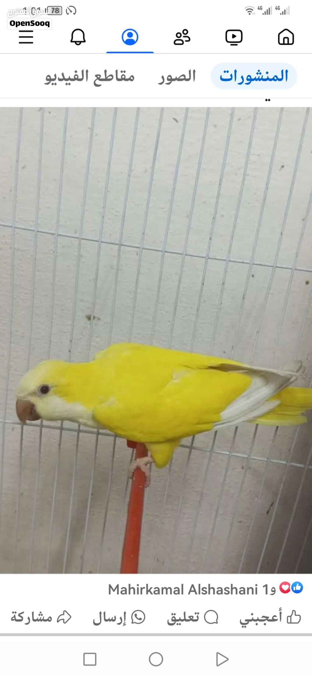 جوز كويكر الببنو ولاتينو