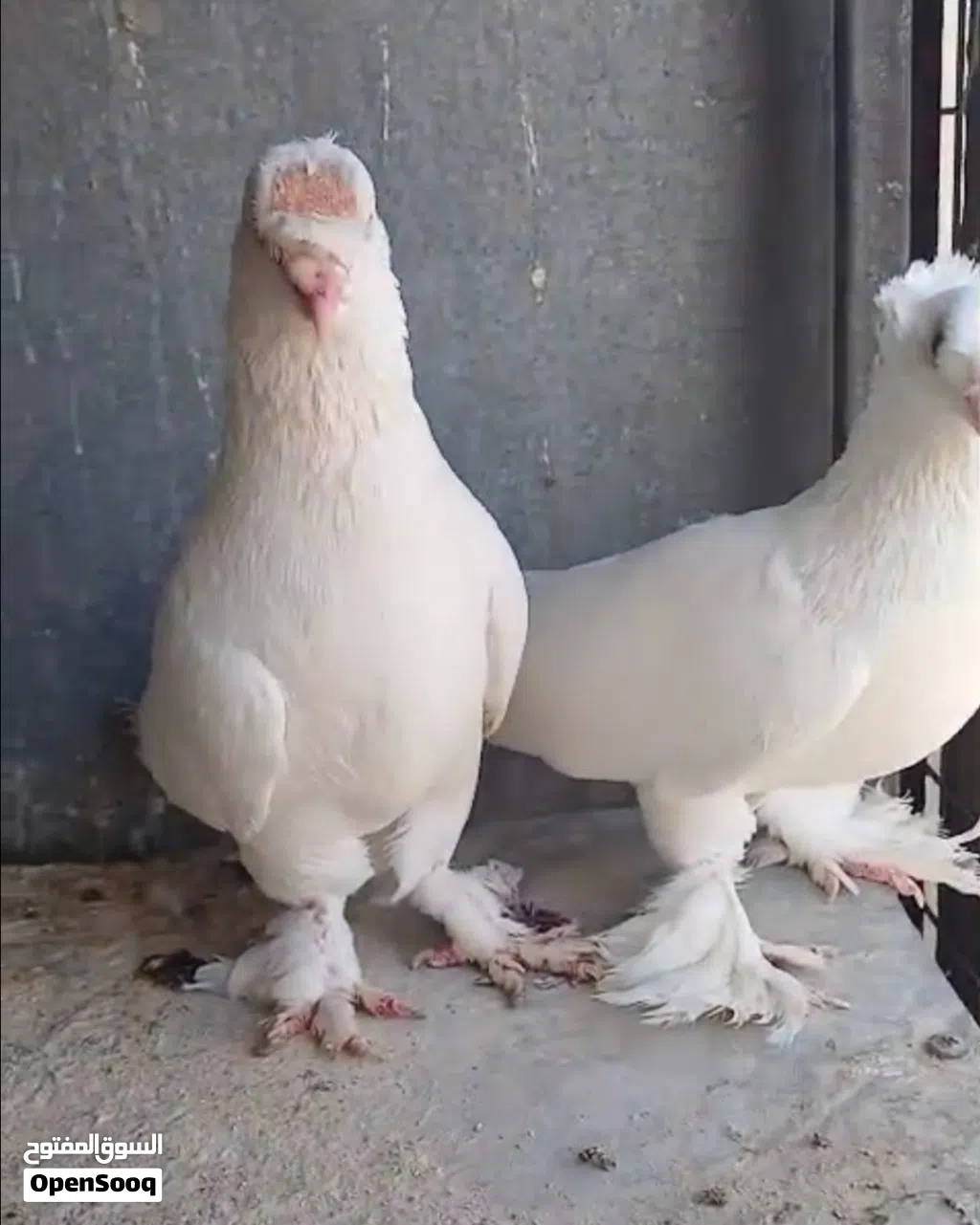 جواز مشكلات