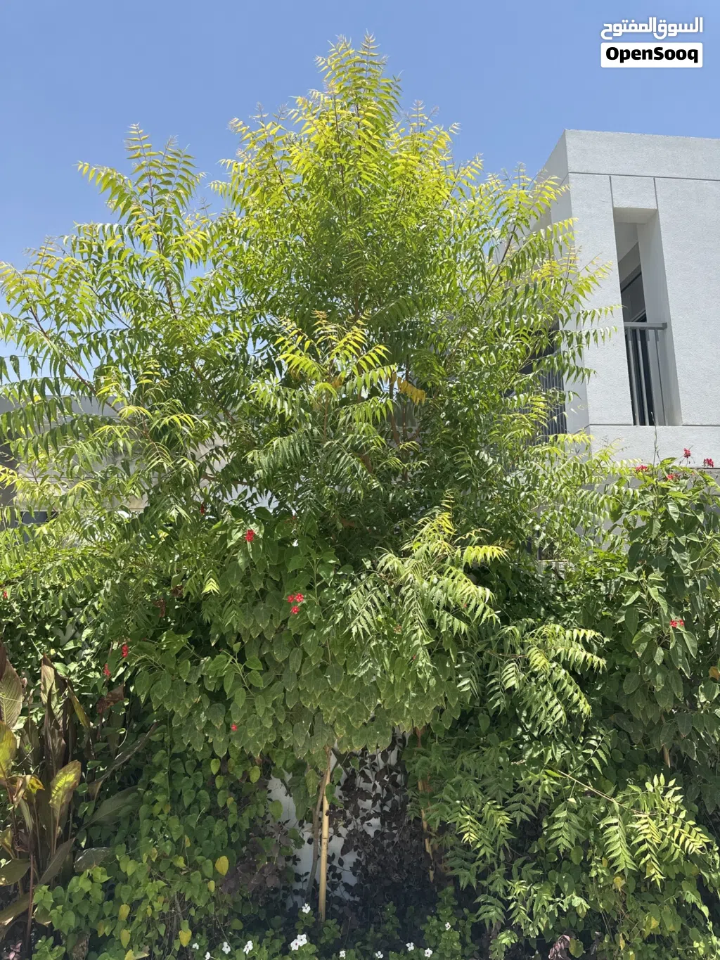 Neem tree around 4 meters