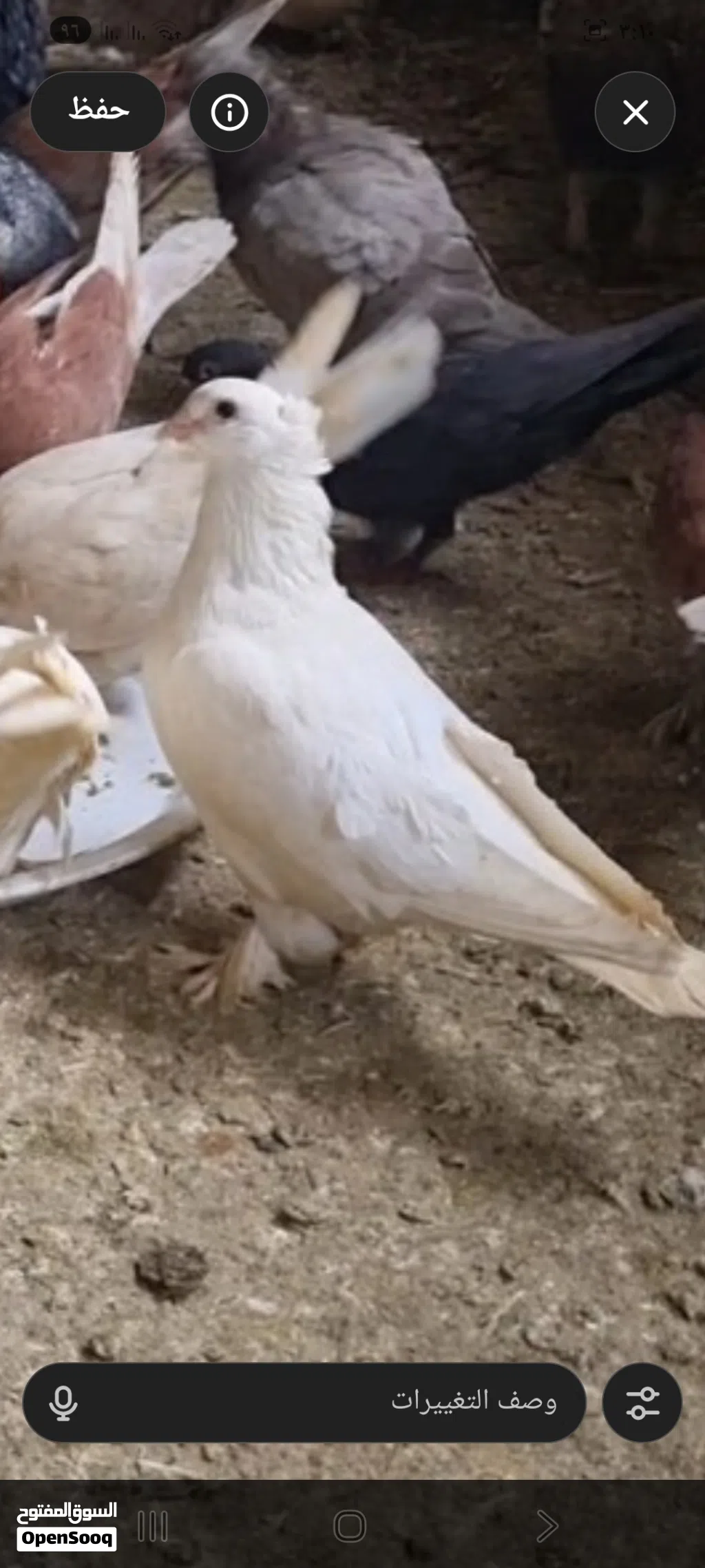 حمام للبيع كوم كامل