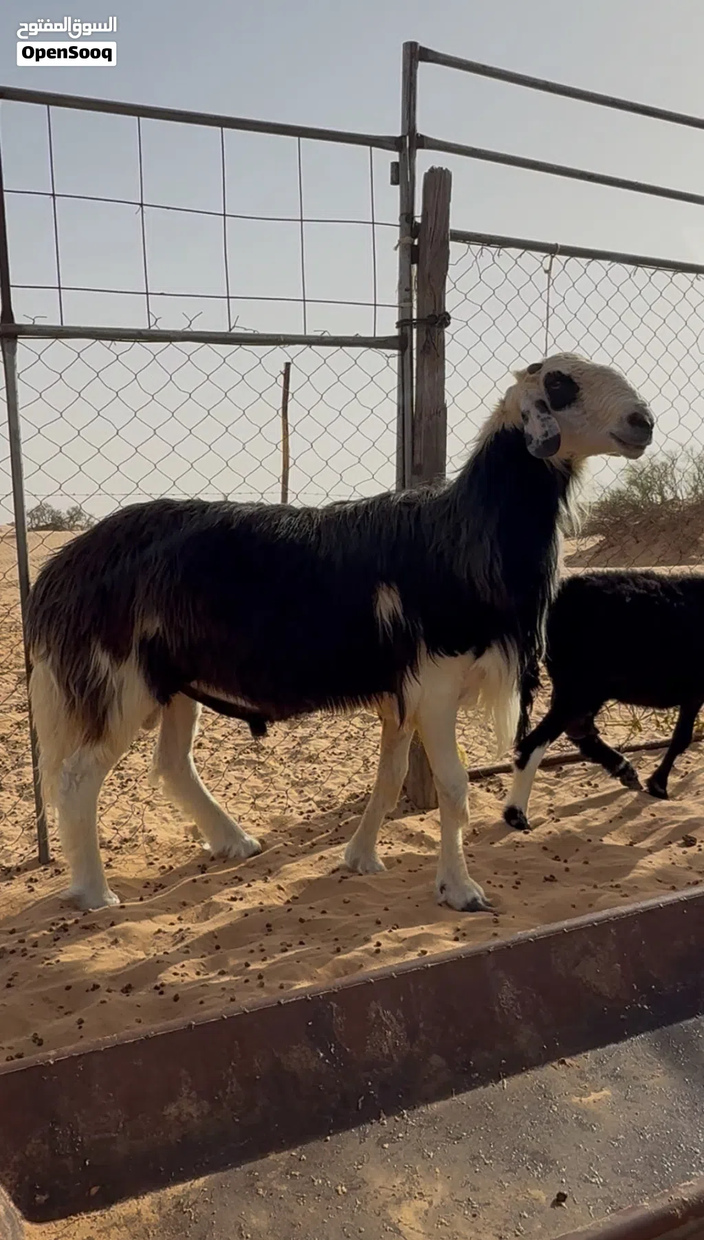 كبش له سنتين ونصف يصلح هديد و الحم سمين تارس فول طعم مافيه كلام ونعم
