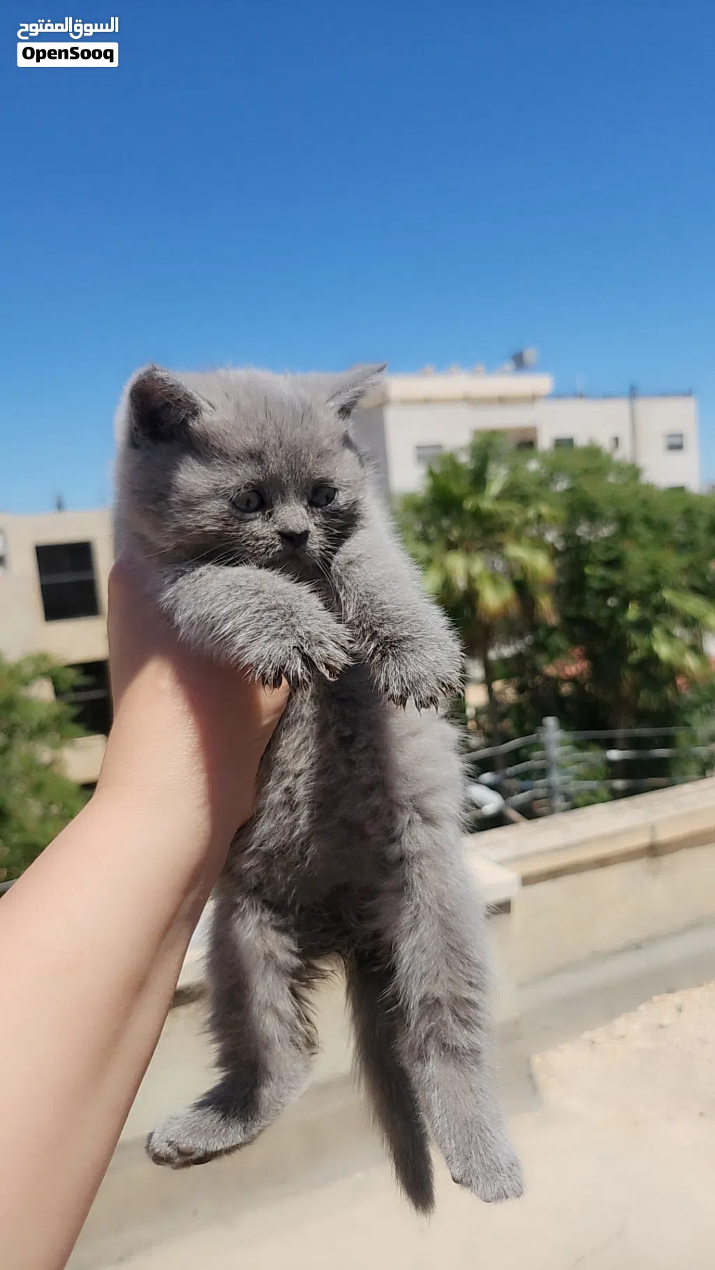 كيان صغيرة العمر شهرين النوع سكوتش