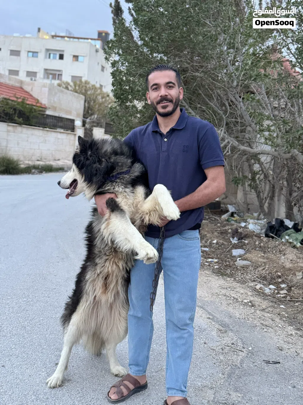 هاسكي مالموت للبيع او البدل على طيور