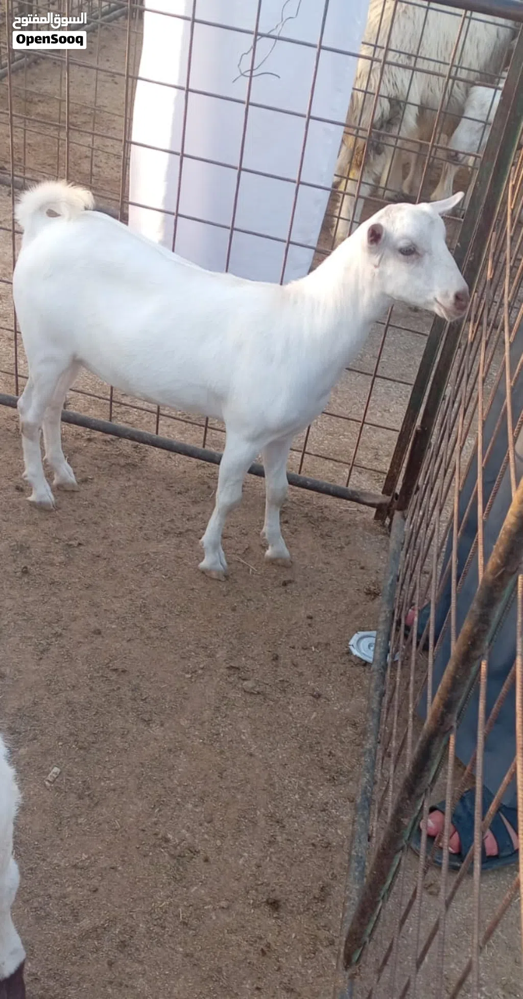 ماعز عماني اليفه