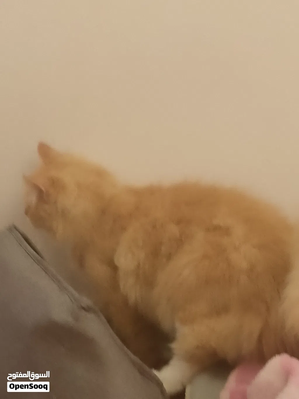 سكوتر درفت الاصلي