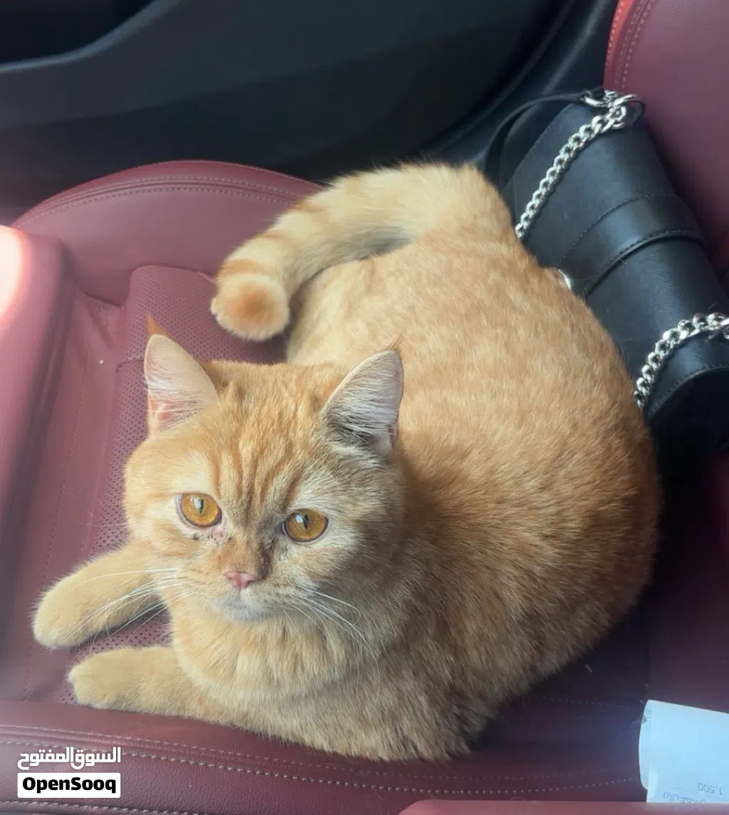 Healthy Female cat for breeding