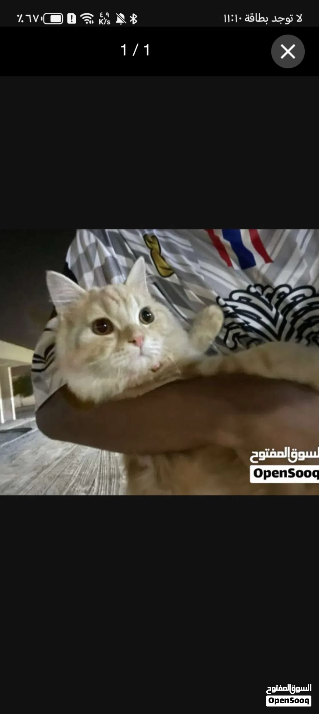 قط شيرازي للبيع او البدل