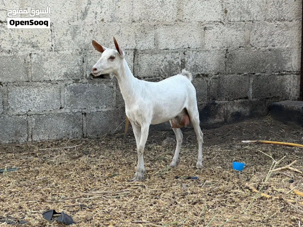 عنز صلاليه