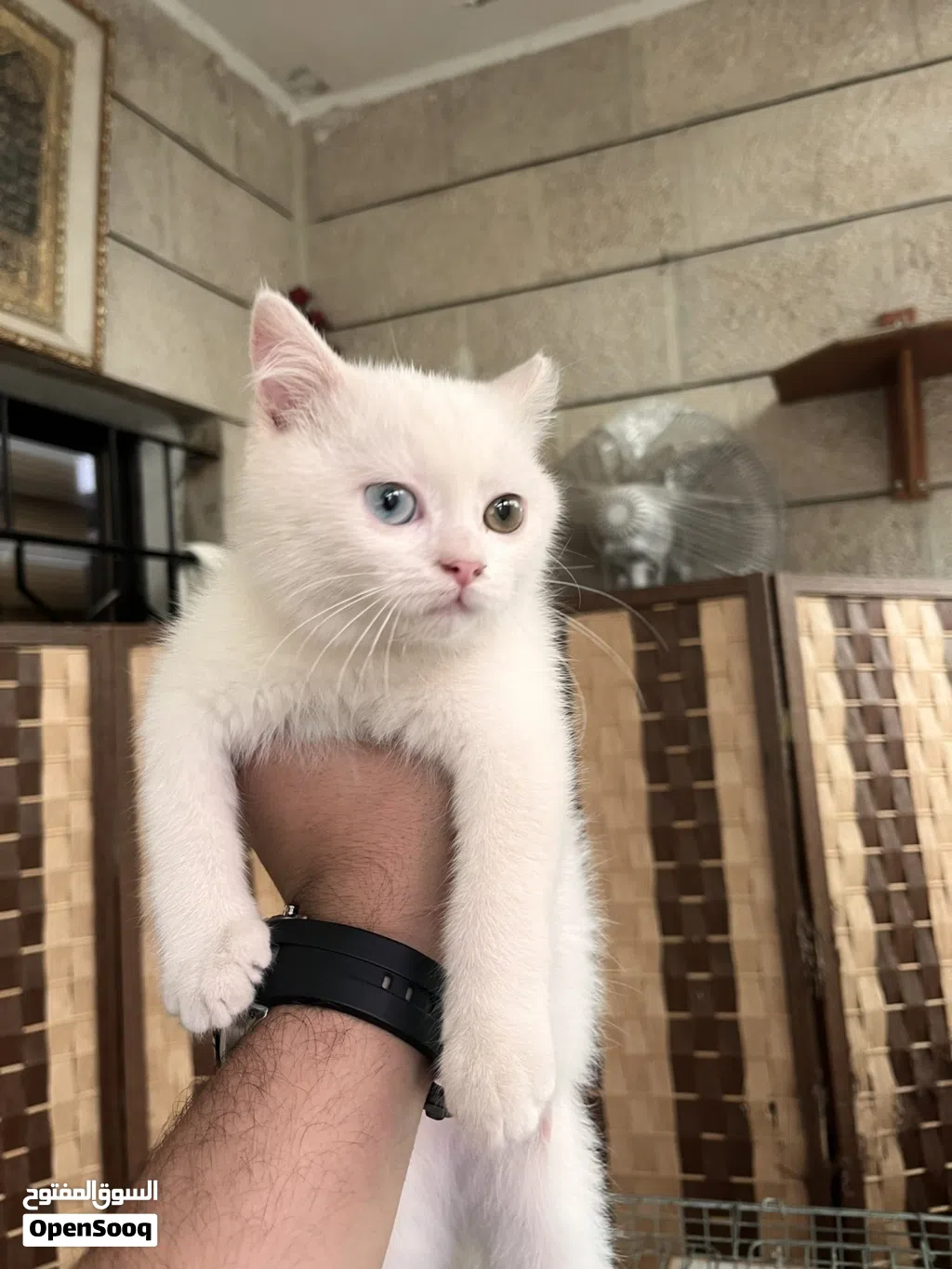 قطة أنجورا للتبني صغيرة