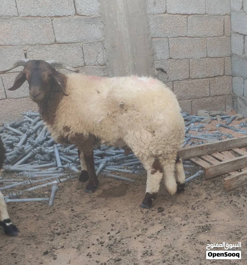 خروف للبيع