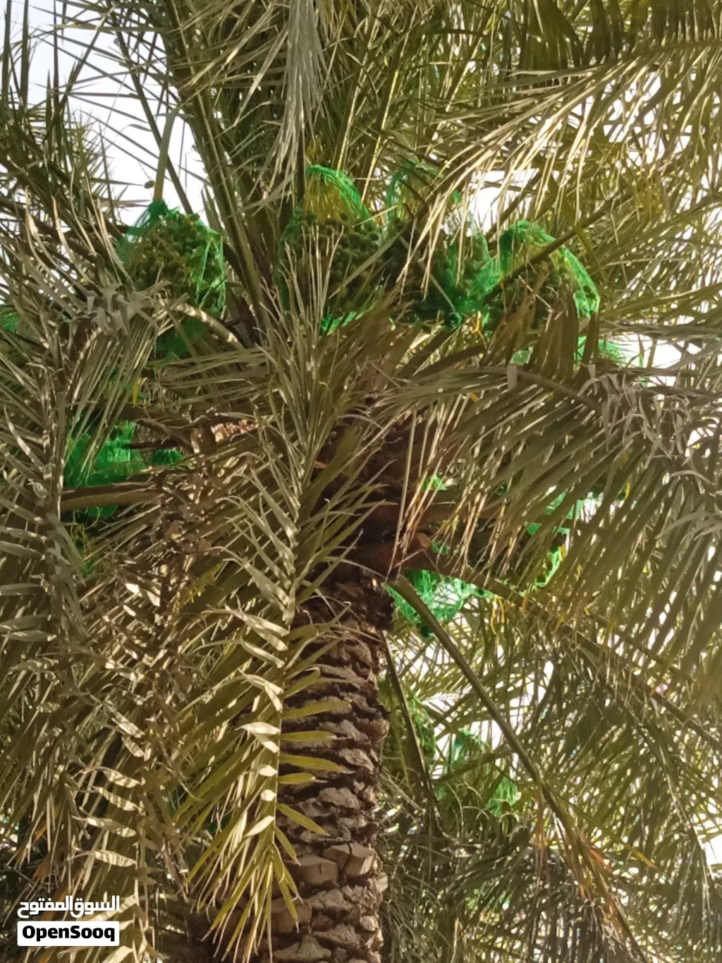 يتوفر جميع انواع الرطب والنخيل