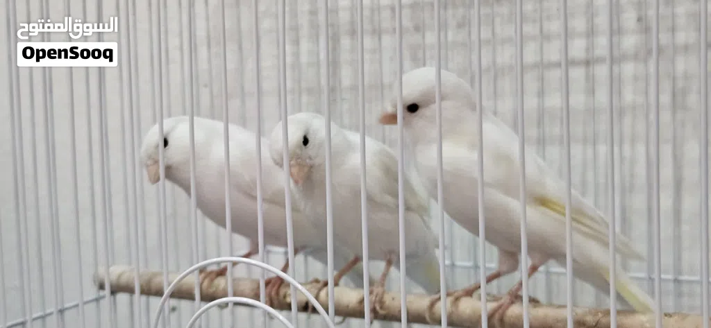 selling canaries bird