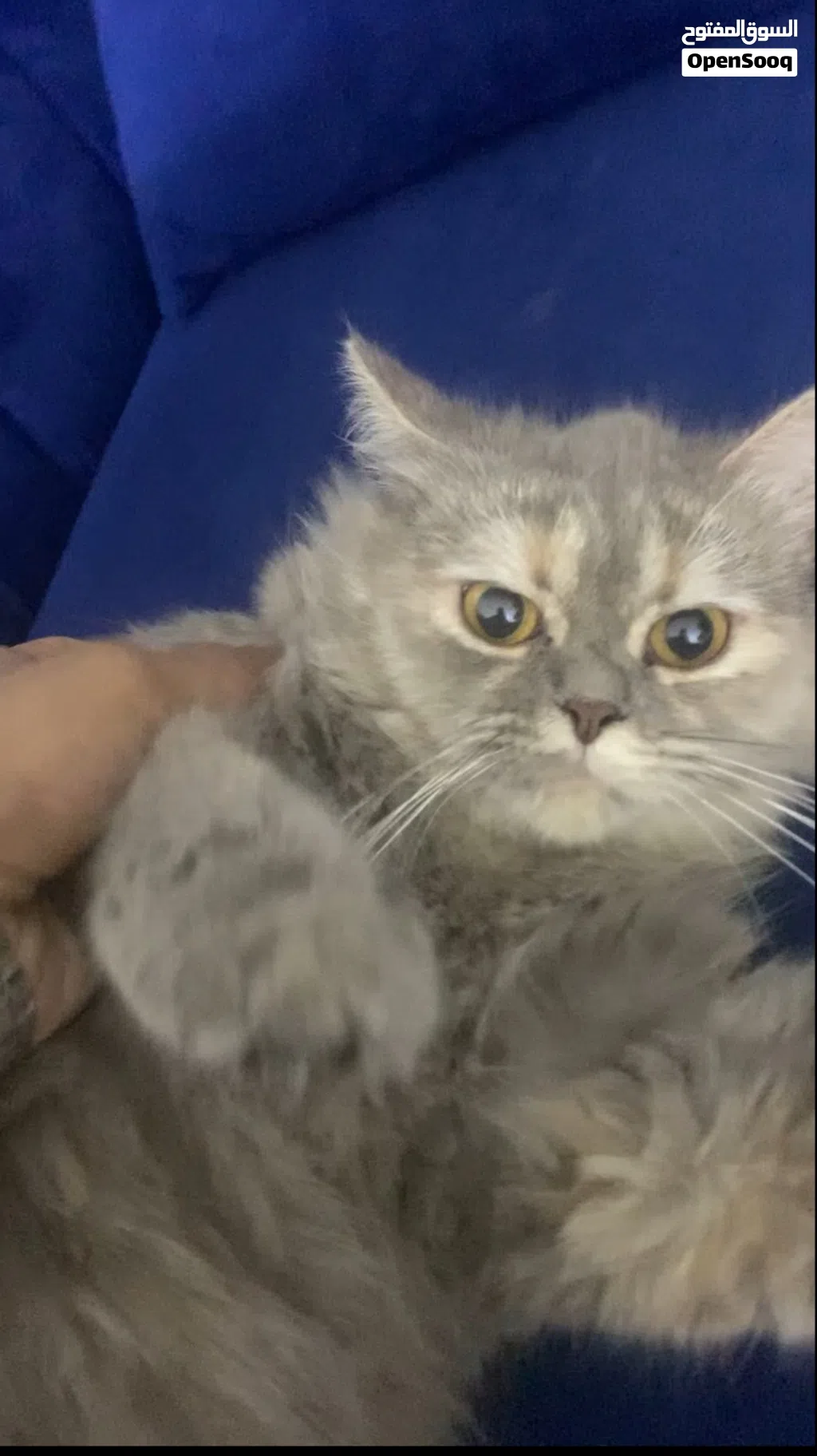 Female trained and friendly cat