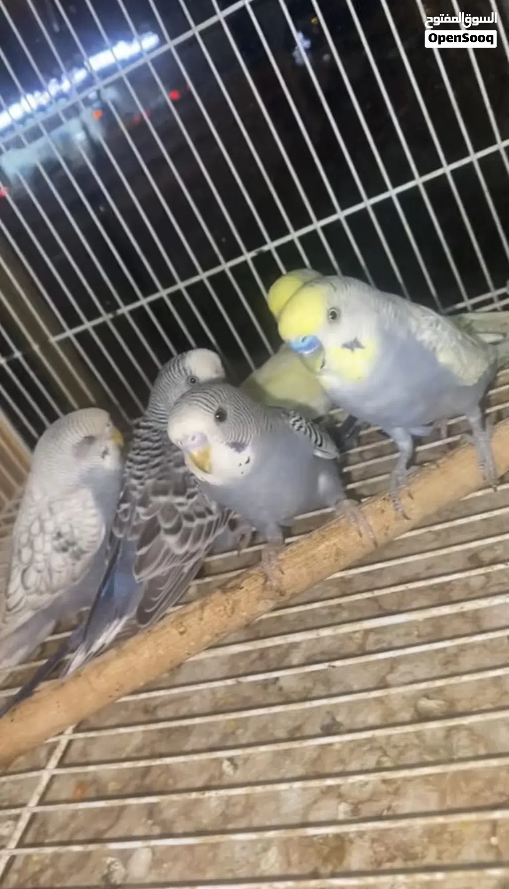 محل طيور و الحيوانات ومسلتلزمات