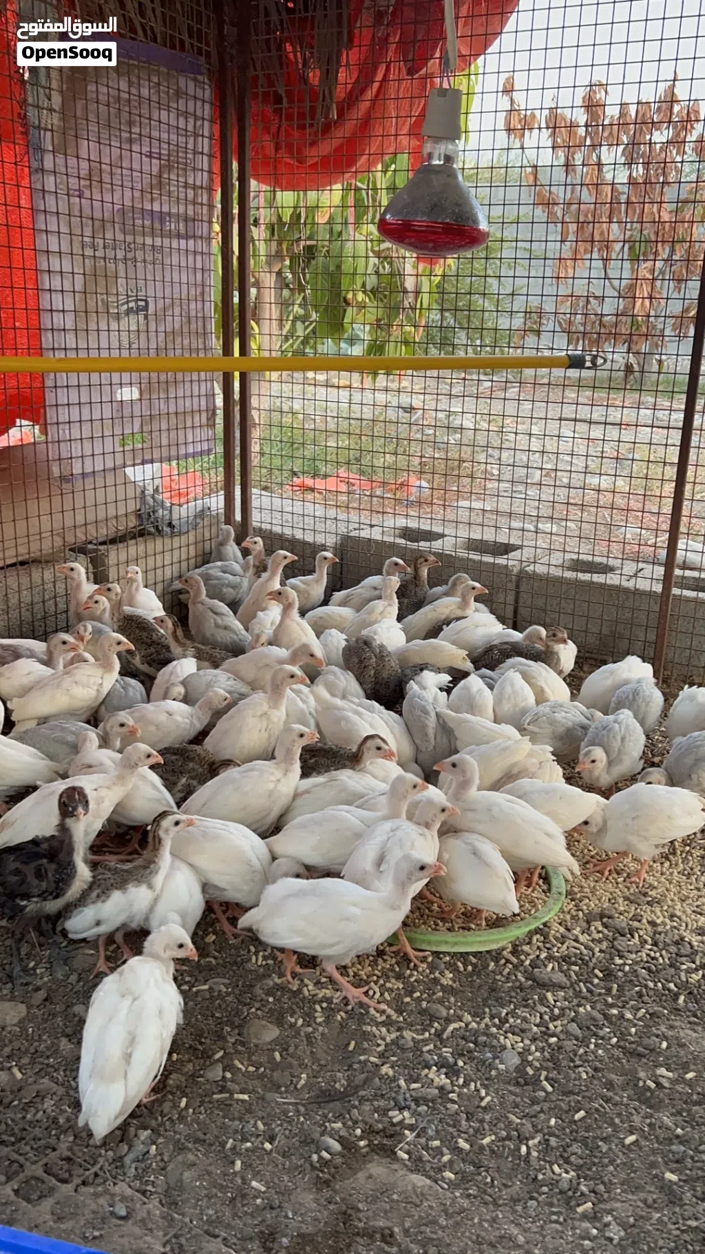 فروخ دجاج الحبشي او الكانجا للبيع