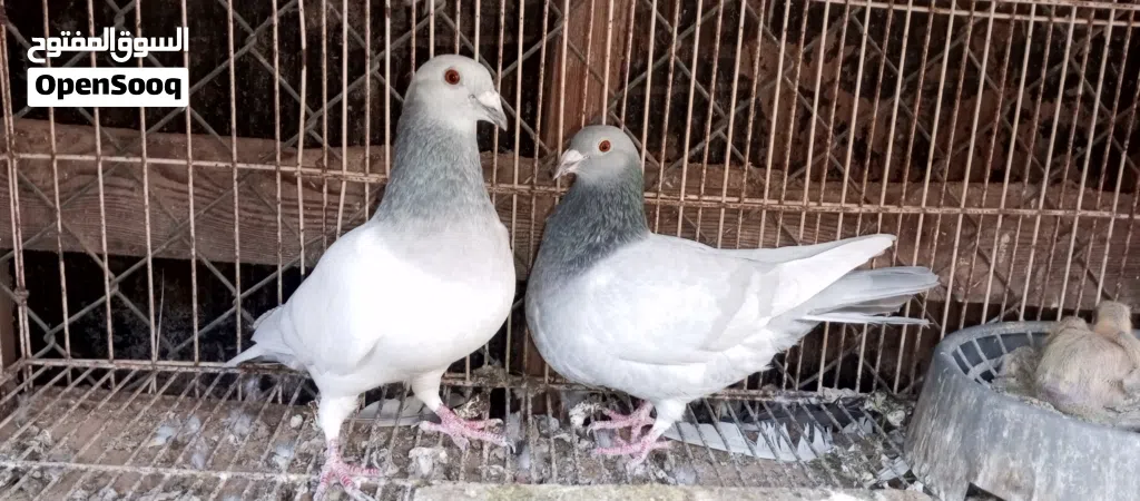 كوبية زاجل ايس