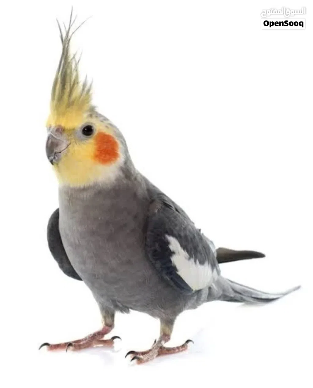 مطلوب كوكتيل انثى