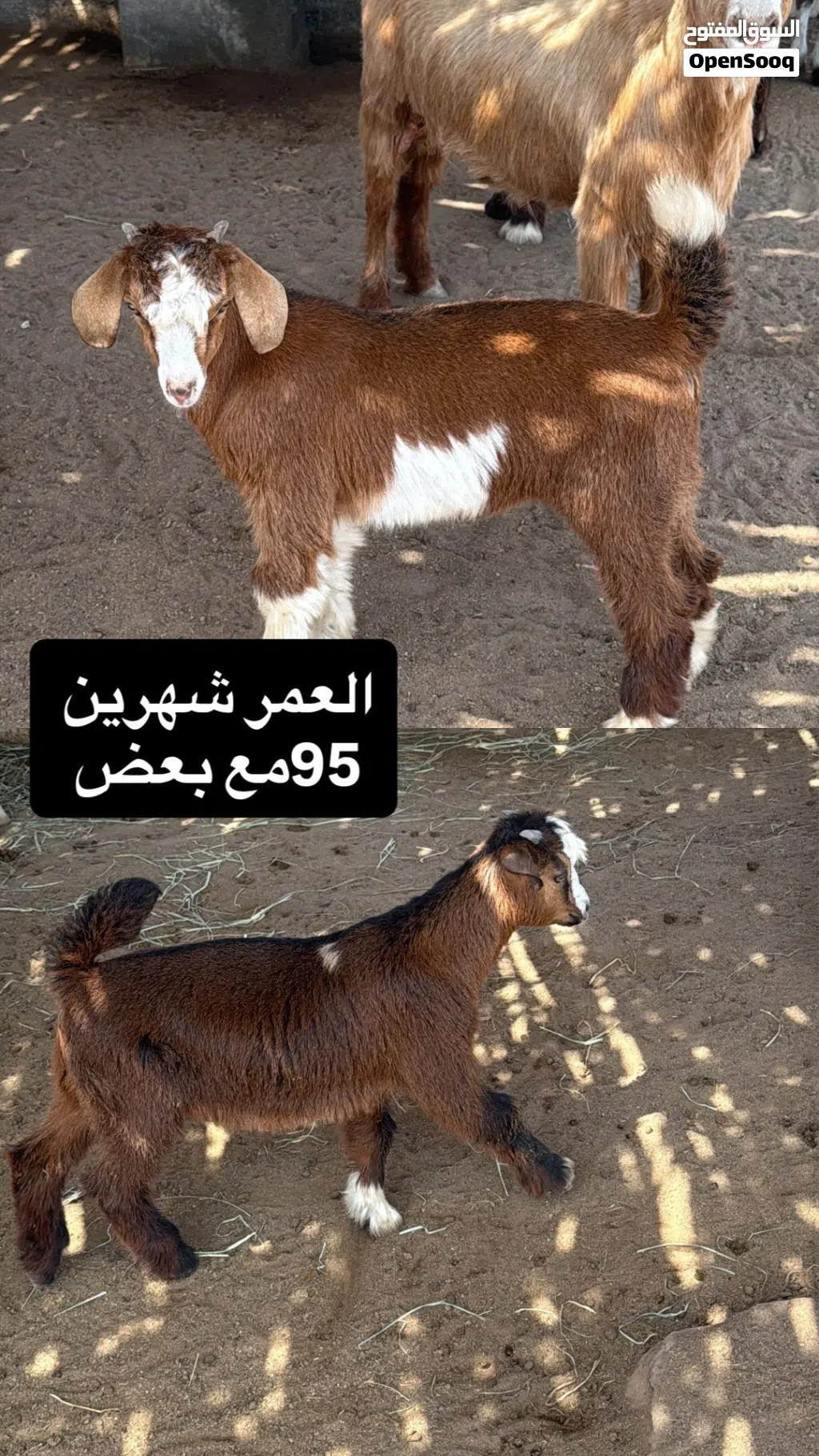جدايا للبيع