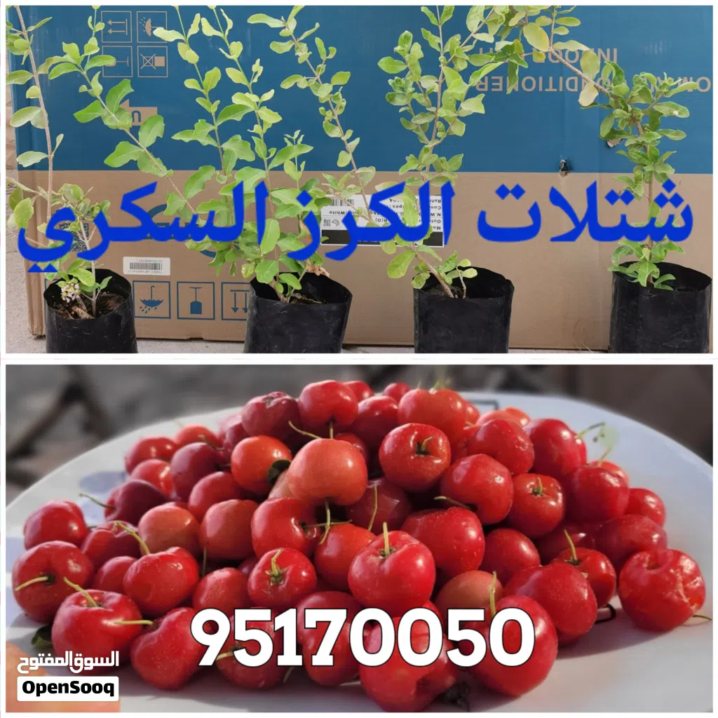 شتلات زراعية نادرة (ريد بيري/كيوي/كرز/بشملة/كازو/سدر/بوت باكستان ، والبرقوق) والنوادر كثيرة .