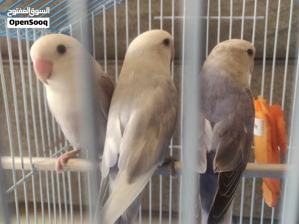 Healthy Lovebirds for Sale with Cage