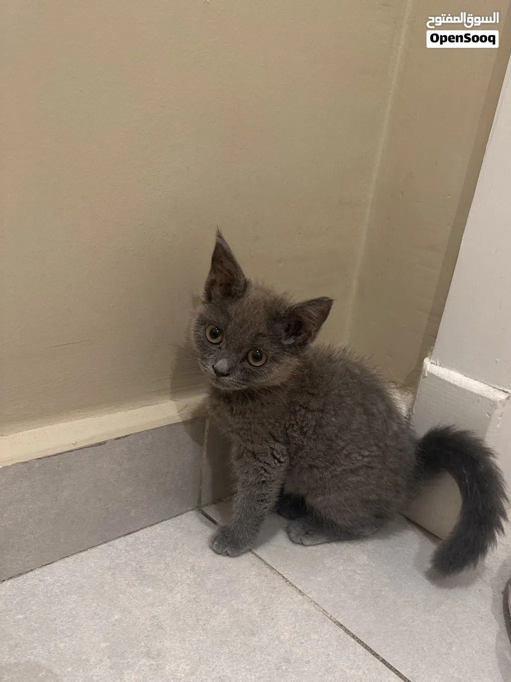 قطه هجين سكوت 350