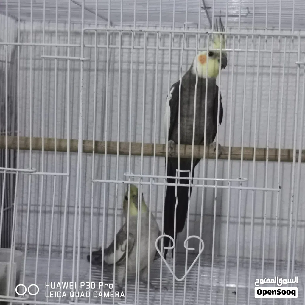 طيور كوكتيل زوج للبيع