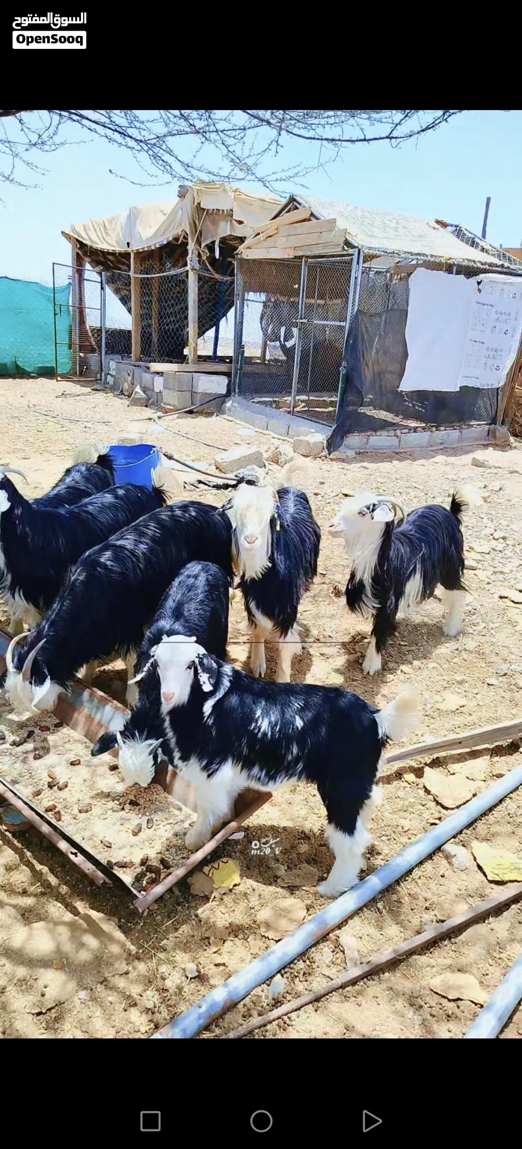 للبيع حلال رحبي تابع الاعلان