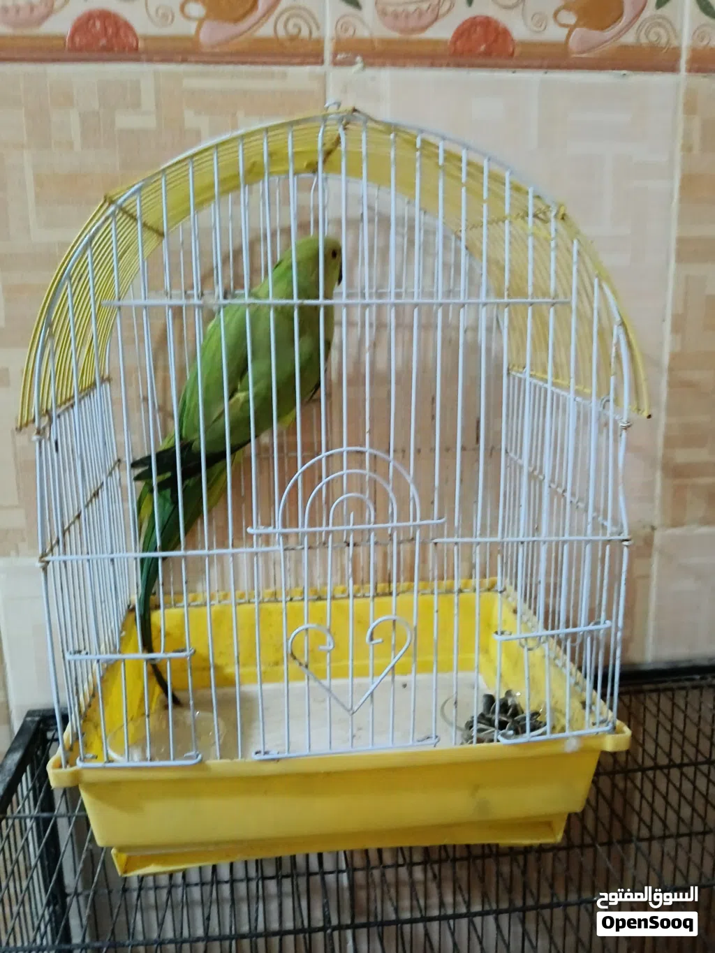 ببغاء دره عندي ذكر و روز