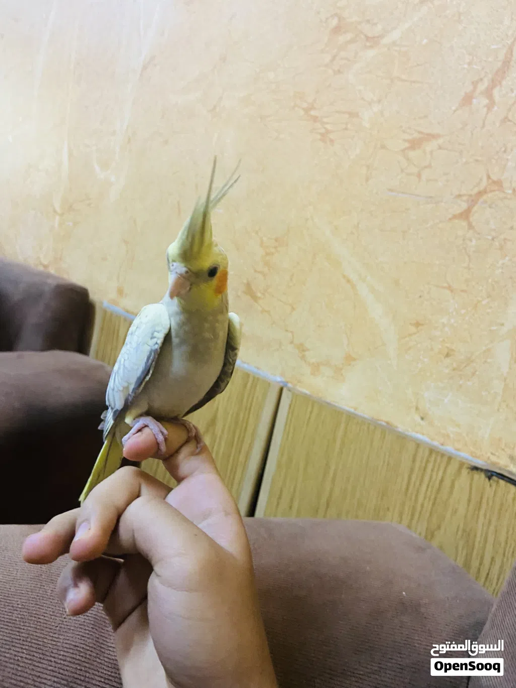 ببغاء كوكتيل اليف عمره أربعة أشهر ببغاء بالصلاة على النبي أليف جدا ويحب اللعب