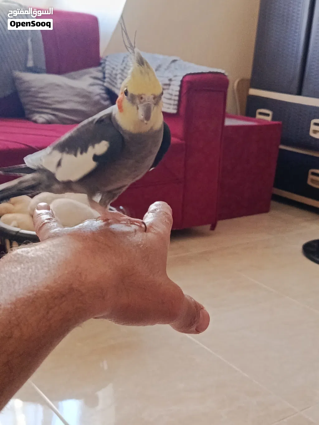 كوكتيل اليف للبيع او البدل