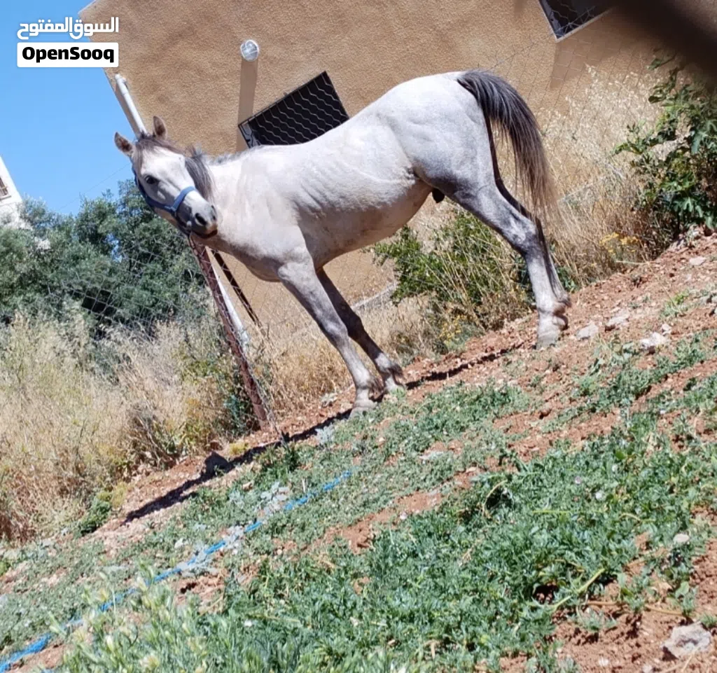 حصان للبيع عمر 5سنوات حراث عقاله بالصلاة على النبي للبدل على حلال مطلوب 550 والله يطرح البركه