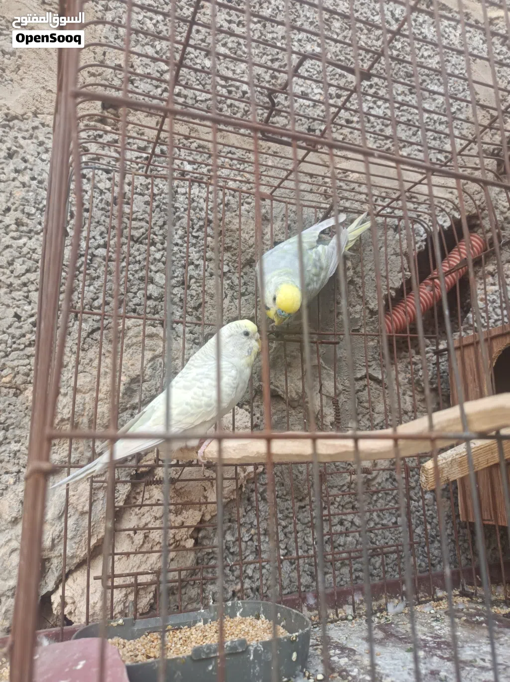 ريمبو للبيع