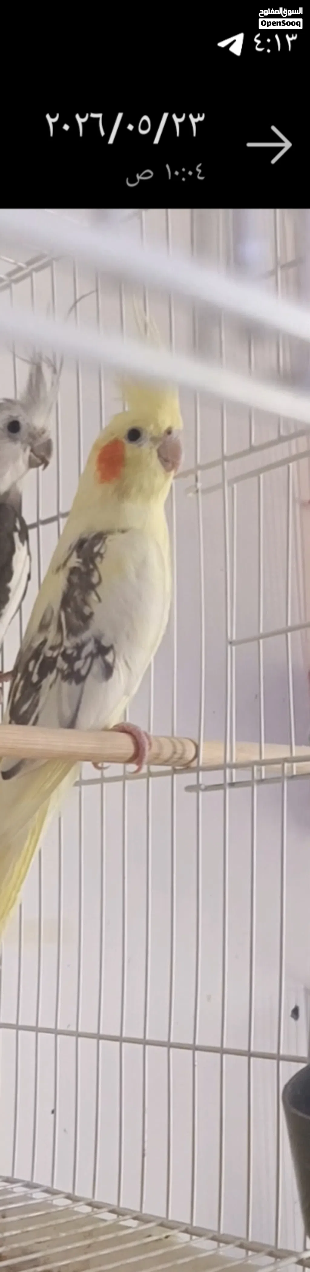 متاح طيره شكريه مسبعه شرط لانتاج والتبزير