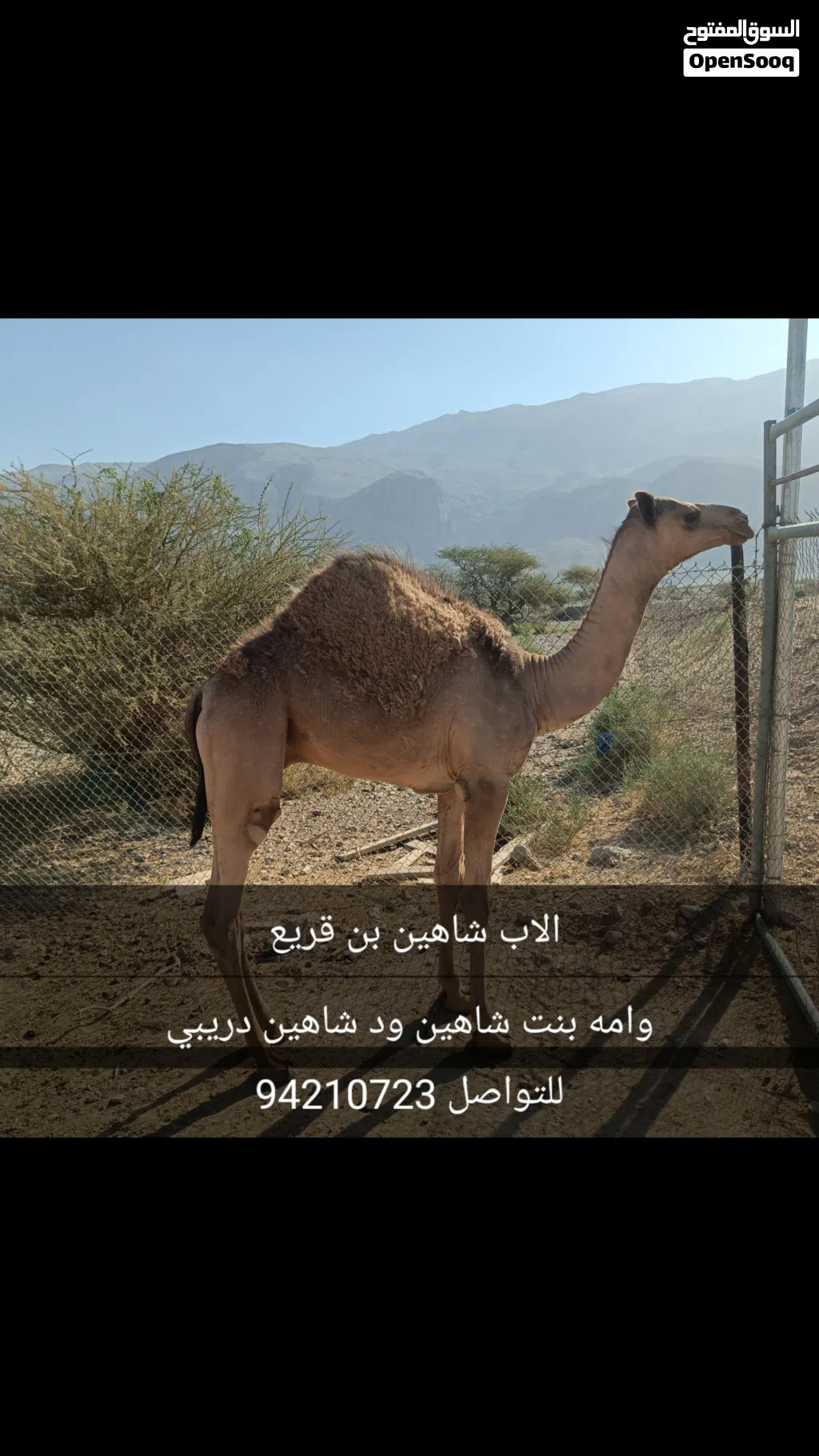 قعود البيع