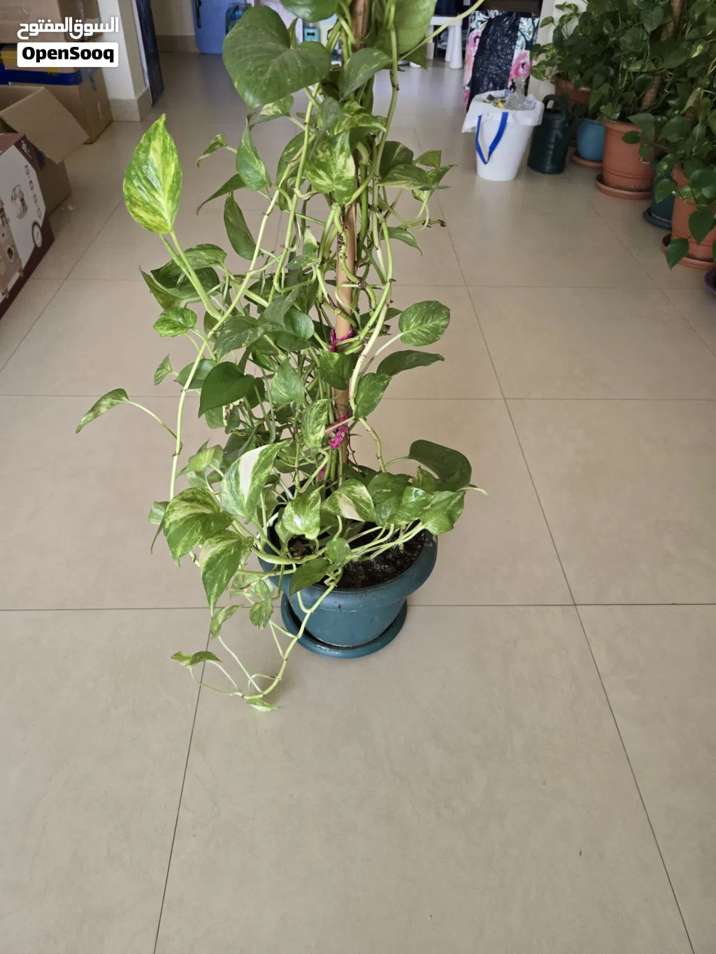 Healthy Large Golden Money Plant with Climbing Pole – Indoor Air Purifying Plant