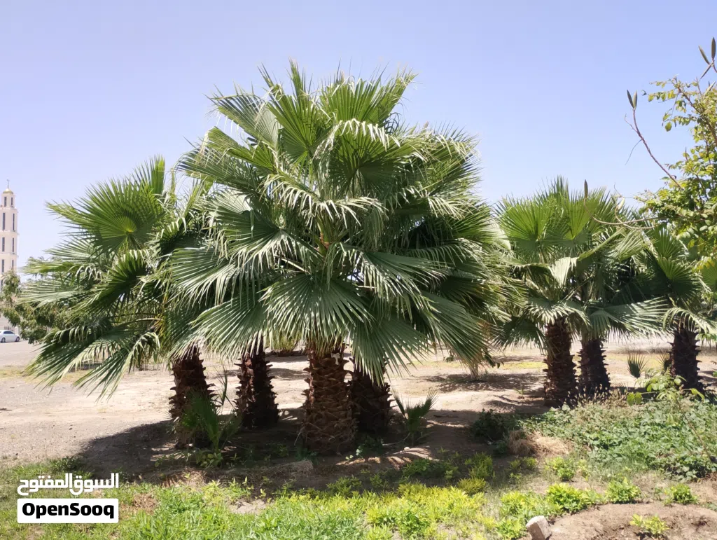 نخيل واشنطونيا نخيل الزينة لتجميل الحدائق العامة والمنازل