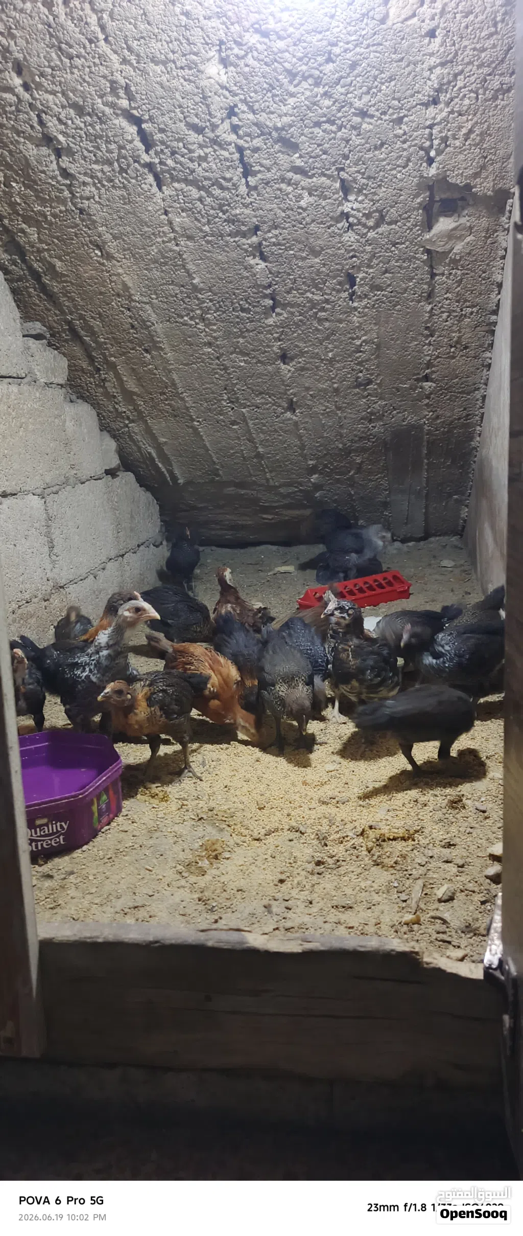 فراخ عمر شهر للبيع