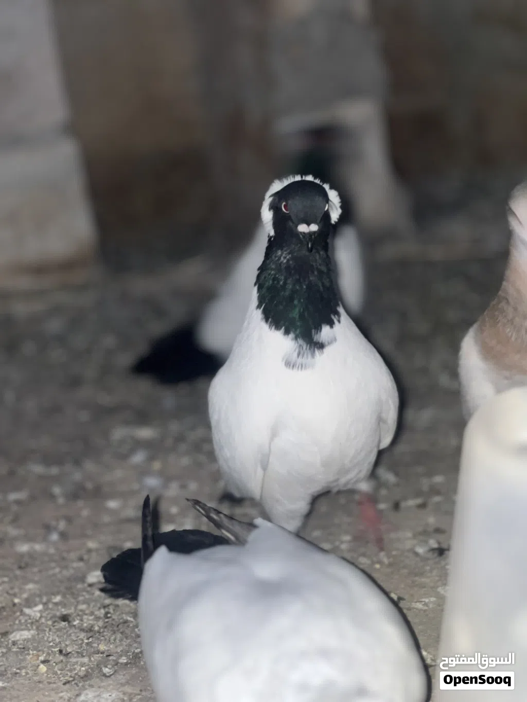حمام ارباش للبيع