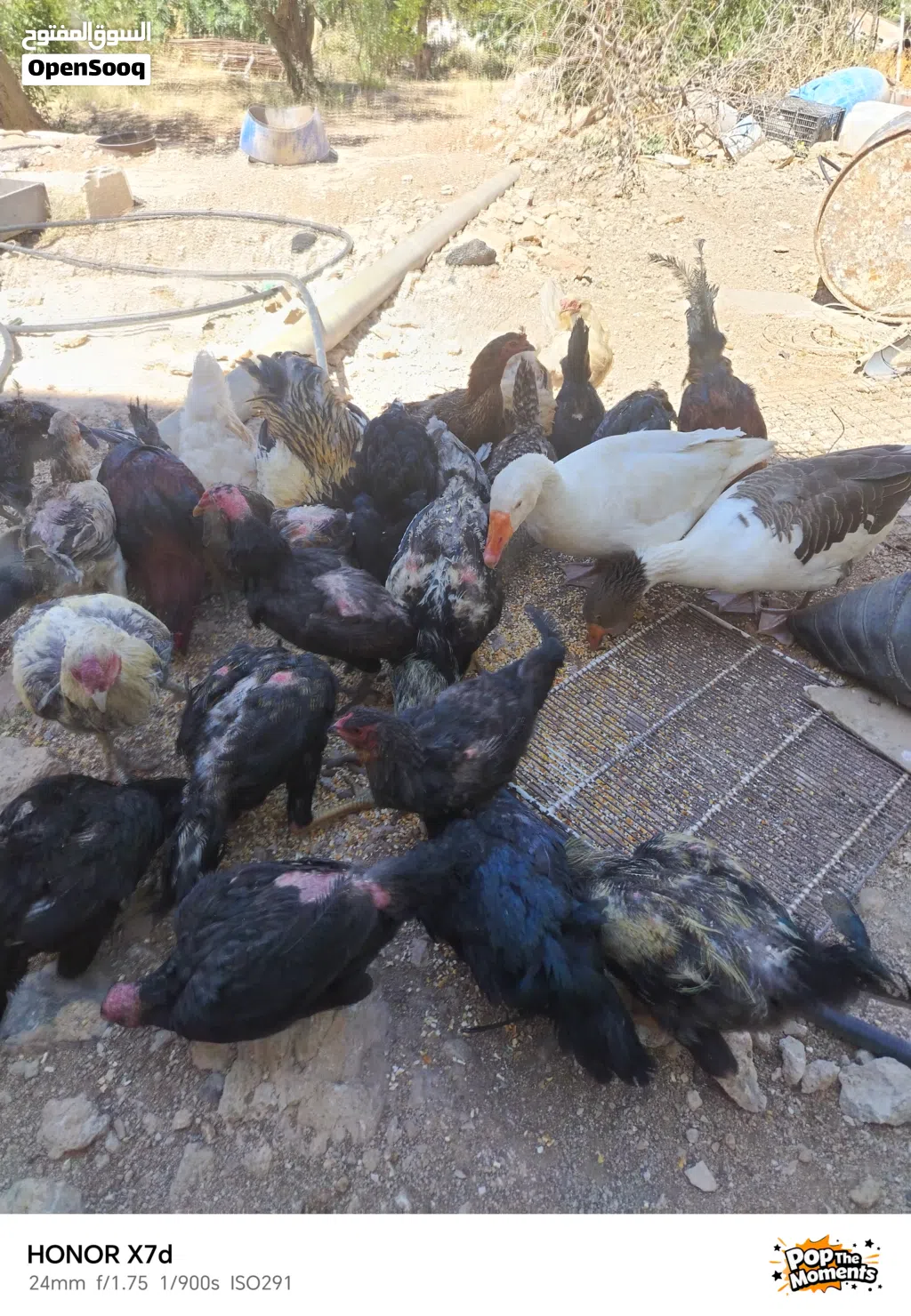 جاج. بلدي مع باكستاني. كل شغال في. طقم براهمي وجوز. زو