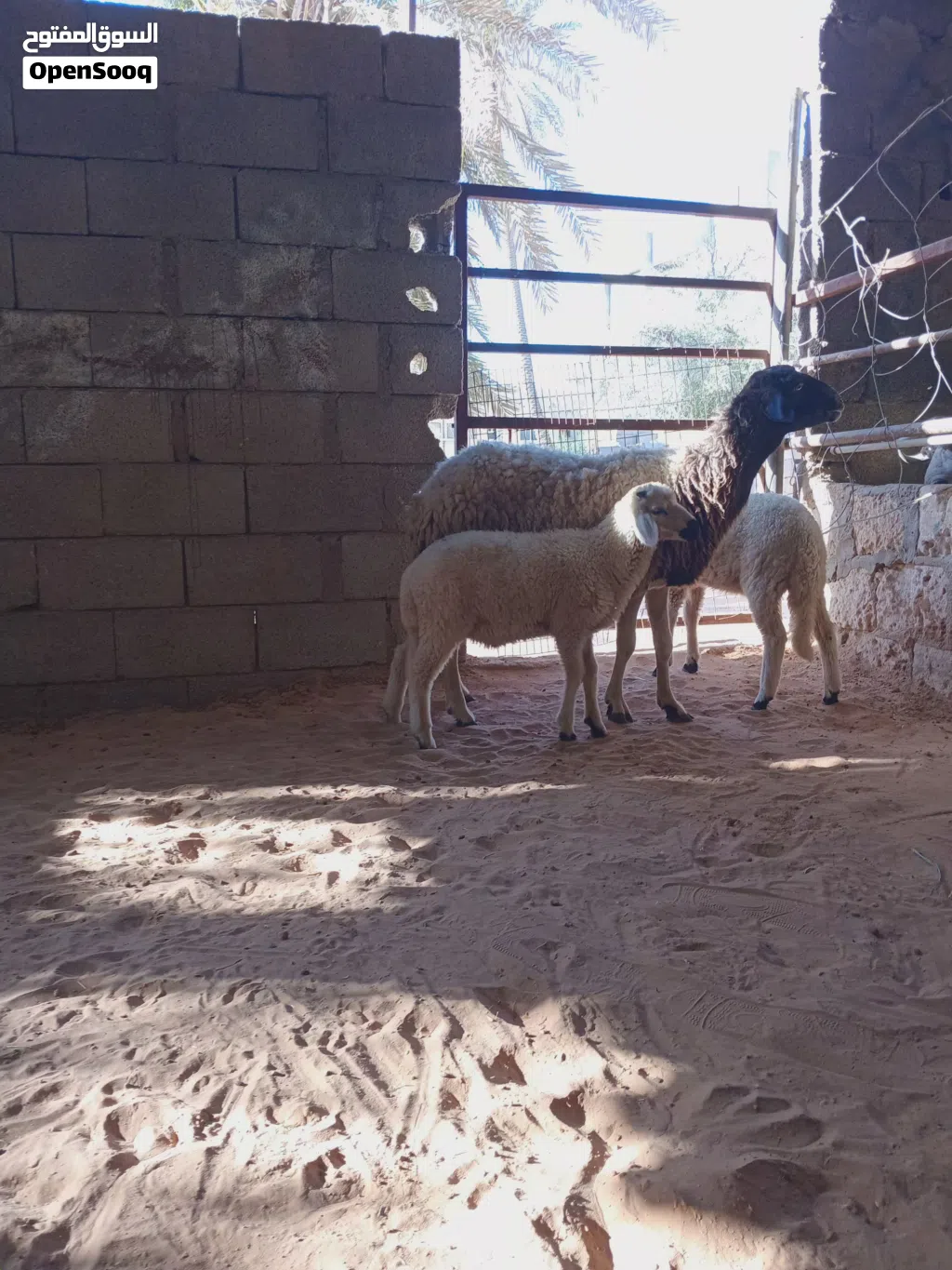 نعجه توميه تحتها خروف وفطيمه..